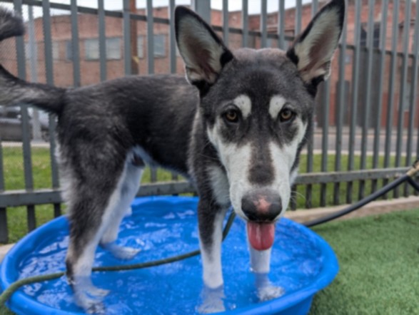 Shelter Stray Male Dog last seen , 3201 Lacy St, Los Angeles, CA 90031, USA
