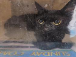 Shelter Stray Female Cat last seen , 957 N Gaffey St, San Pedro, CA 90731, USA