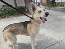 Shelter Stray Female Dog last seen , 957 N Gaffey St, San Pedro, CA 90731, USA