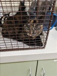 Shelter Stray Female Cat last seen , 3201 Lacy St, Los Angeles, CA 90031, USA