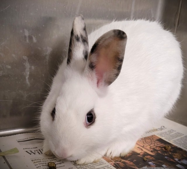 Shelter Stray Male Other last seen , 1850 W 60th St, Los Angeles, CA 90047, USA