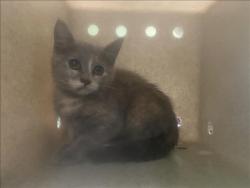 Shelter Stray Female Cat last seen , 1850 W 60th St, Los Angeles, CA 90047, USA