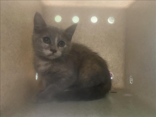 Shelter Stray Female Cat last seen , 1850 W 60th St, Los Angeles, CA 90047, USA