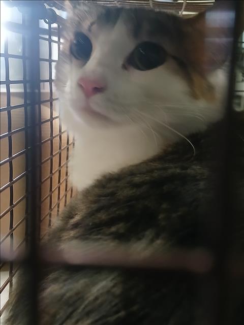 Shelter Stray Female Cat last seen , 1850 W 60th St, Los Angeles, CA 90047, USA