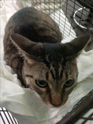 Shelter Stray Male Cat last seen , 1850 W 60th St, Los Angeles, CA 90047, USA
