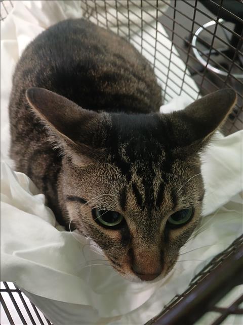 Shelter Stray Male Cat last seen , 1850 W 60th St, Los Angeles, CA 90047, USA