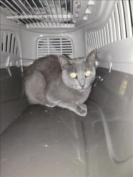 Shelter Stray Female Cat last seen , 1850 W 60th St, Los Angeles, CA 90047, USA