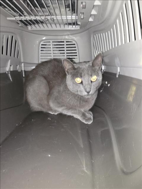 Shelter Stray Female Cat last seen , 1850 W 60th St, Los Angeles, CA 90047, USA