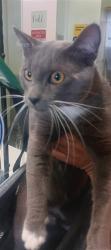 Shelter Stray Male Cat last seen , 1850 W 60th St, Los Angeles, CA 90047, USA