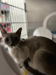 Shelter Stray Female Cat last seen SAN MIGUEL & 69TH ST, 130 Beyer Way, Chula Vista, CA 91911, USA