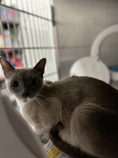 Shelter Stray Female Cat last seen SAN MIGUEL & 69TH ST, 130 Beyer Way, Chula Vista, CA 91911, USA