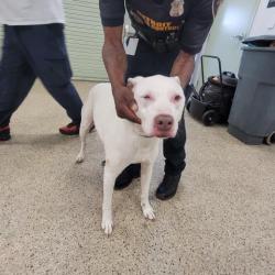 Shelter Stray Male Dog last seen Near BLOCK BRACE ST, DETROIT, MI 48228, 7401 Chrysler Dr, Detroit, MI 48211, USA