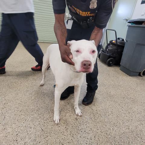 Shelter Stray Male Dog last seen Near BLOCK BRACE ST, DETROIT, MI 48228, 7401 Chrysler Dr, Detroit, MI 48211, USA