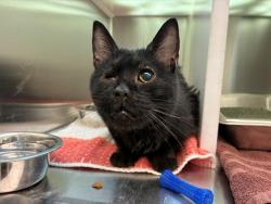 Shelter Stray Female Cat last seen Near BLOCK CHERRY ST, 12155 Park Blvd, Brighton, CO 80601, USA
