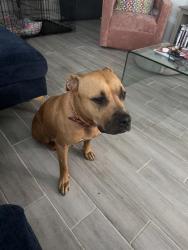 Shelter Stray Female Dog last seen HAMILTON AND POPLAR, 4710 TX-151, San Antonio, TX 78227, USA