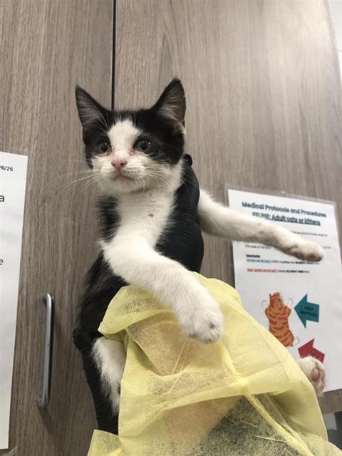 Shelter Stray Female Cat last seen Near BLOCK N PEACH AVE, FRESNO CA 93727 2266, 5277 E Airways Blvd, Fresno, CA 93727, USA