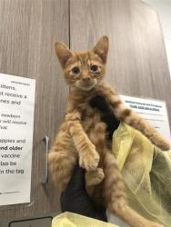 Shelter Stray Male Cat last seen Near BLOCK N PEACH AVE, FRESNO CA 93727 2266, 5277 E Airways Blvd, Fresno, CA 93727, USA