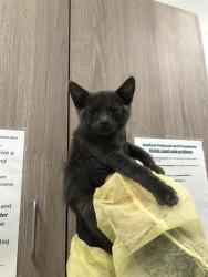 Shelter Stray Male Cat last seen Near BLOCK N PEACH AVE, FRESNO CA 93727 2266, 5277 E Airways Blvd, Fresno, CA 93727, USA