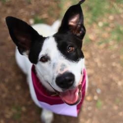 Shelter Stray Female Dog last seen Near BLOCK EMERALD VALLEY, 4710 TX-151, San Antonio, TX 78227, USA
