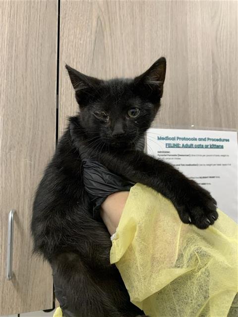 Shelter Stray Male Cat last seen Near BLOCK N PEACH AVE, FRESNO CA 93727 2266, 5277 E Airways Blvd, Fresno, CA 93727, USA