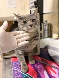 Shelter Stray Male Cat last seen Near BLOCK VAN BUREN BLVD, JURUPA VALLEY CA 92509, 6851 Van Buren Boulevard, Jurupa Valley, CA 92509, USA