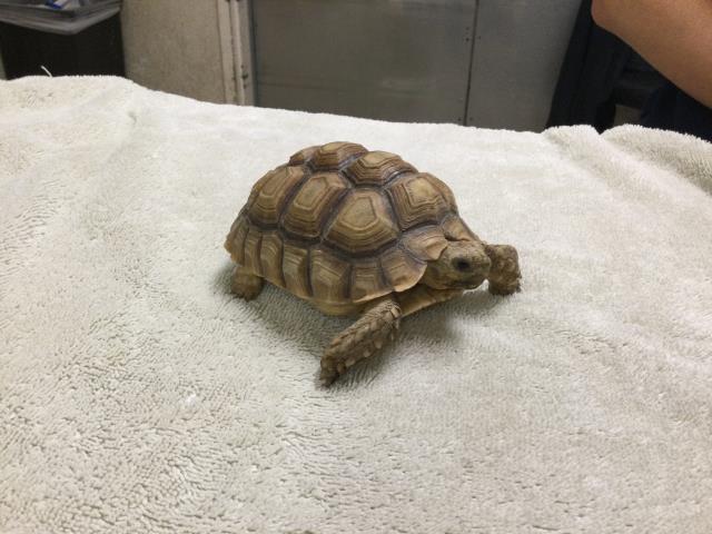 Shelter Stray Female Other last seen Near BLOCK NOBLE ST RIVERSIDE, CA, 6851 Van Buren Boulevard, Jurupa Valley, CA 92509, USA
