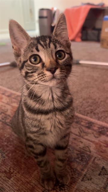 Shelter Stray Female Cat last seen Near BLOCK W BROOK RIDGE LN, TAYLORSVILLE UT 84123, 4522 W 3500 S, West Valley City, UT 84120, USA