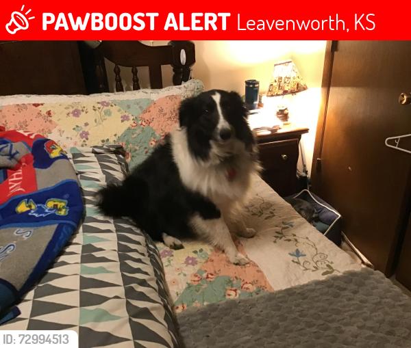 Lost Female Dog last seen Poplar and 3rd St, Leavenworth, Kansas, Leavenworth, KS 66048
