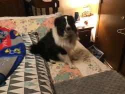 Lost Female Dog last seen Poplar and 3rd St, Leavenworth, Kansas, Leavenworth, KS 66048