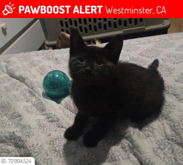Lost Female Cat last seen Glitter st, Westminster, Ca, Westminster, CA 92683