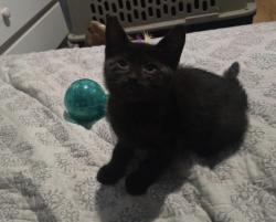 Lost Female Cat last seen Glitter st, Westminster, Ca, Westminster, CA 92683