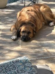 Lost Male Dog last seen Lewis Rancg Rd and Post Vieh, New Braunfels, TX 78132