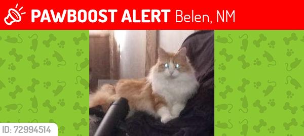 Lost Male Cat last seen S 1st St. and Vivian Rd, Belen, NM 87002