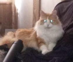 Lost Male Cat last seen S 1st St. and Vivian Rd, Belen, NM 87002