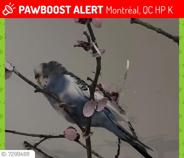 Lost Female Bird last seen Near kinderslay avenue , Montréal, QC H4P 1K8