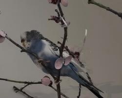 Lost Female Bird last seen Near kinderslay avenue , Montréal, QC H4P 1K8
