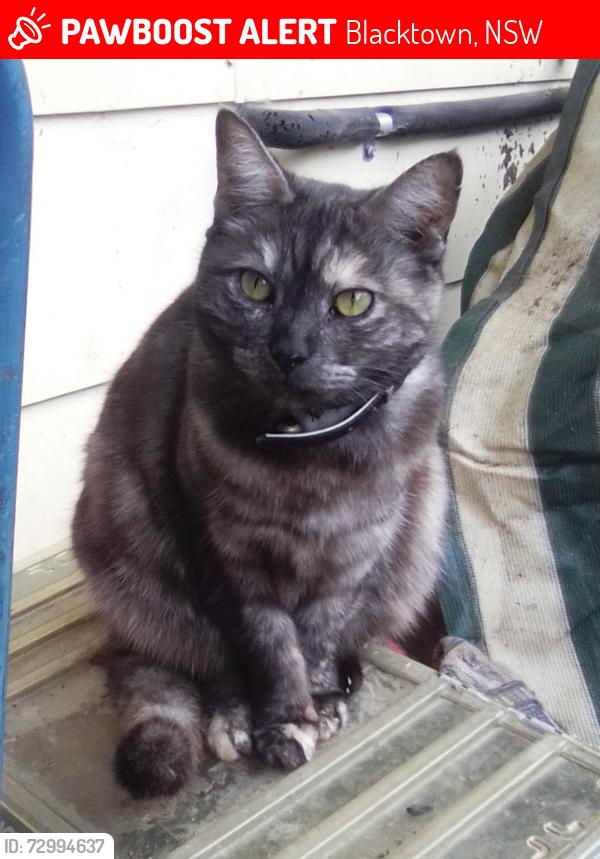 Lost Female Cat last seen Flushcombe Rd , Blacktown, NSW 2148