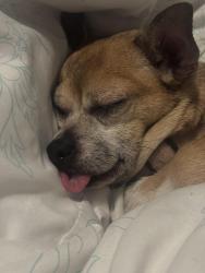 Reunited Female Dog last seen van nuys and saticoy st , Los Angeles, CA 91405