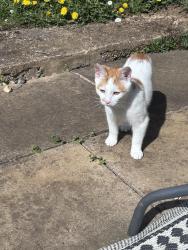 Reunited Male Cat last seen Balmoral road, West Northamptonshire, England NN2 6JU