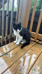 Found/Stray Unknown Dog last seen Near s sangamon st, Chicago, IL 60621