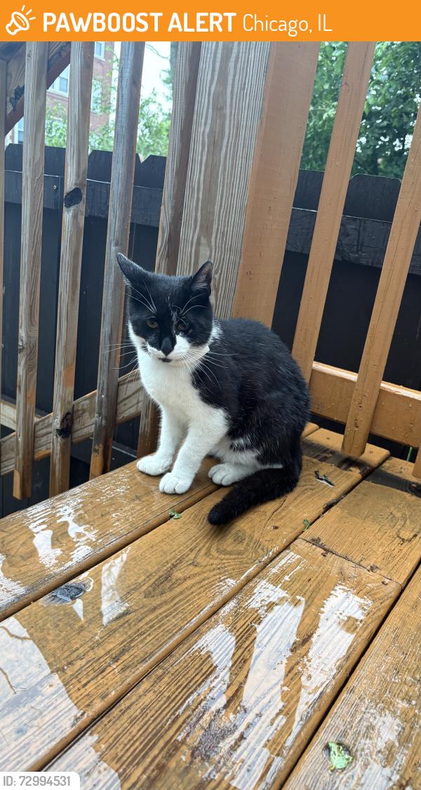 Found/Stray Unknown Dog last seen Near s sangamon st, Chicago, IL 60621