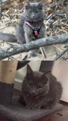 Lost Female Cat last seen Near Lexington Ave. between Eldridge St. New Haven Ct, New Haven, CT 06513