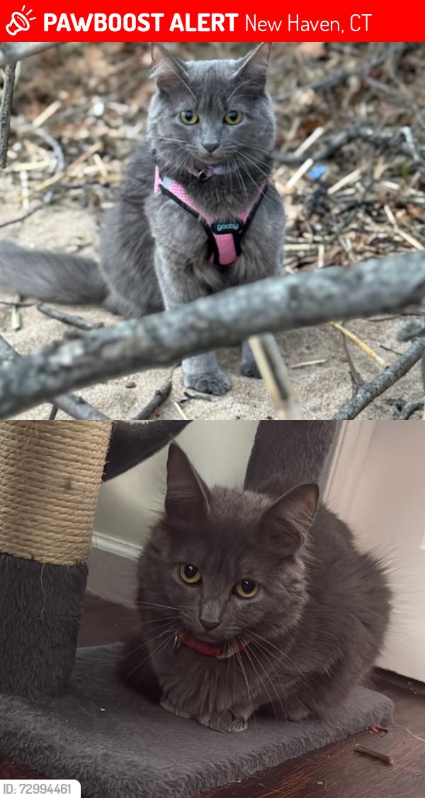 Lost Female Cat last seen Near Lexington Ave. between Eldridge St. New Haven Ct, New Haven, CT 06513