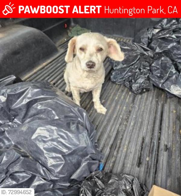 Lost Male Dog last seen Florence huntington park, Huntington Park, CA 90280