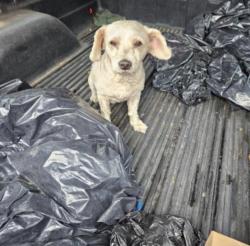 Lost Male Dog last seen Florence huntington park, Huntington Park, CA 90280