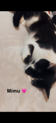 Lost Female Cat last seen McGilvary, Vancouver, WA 98683