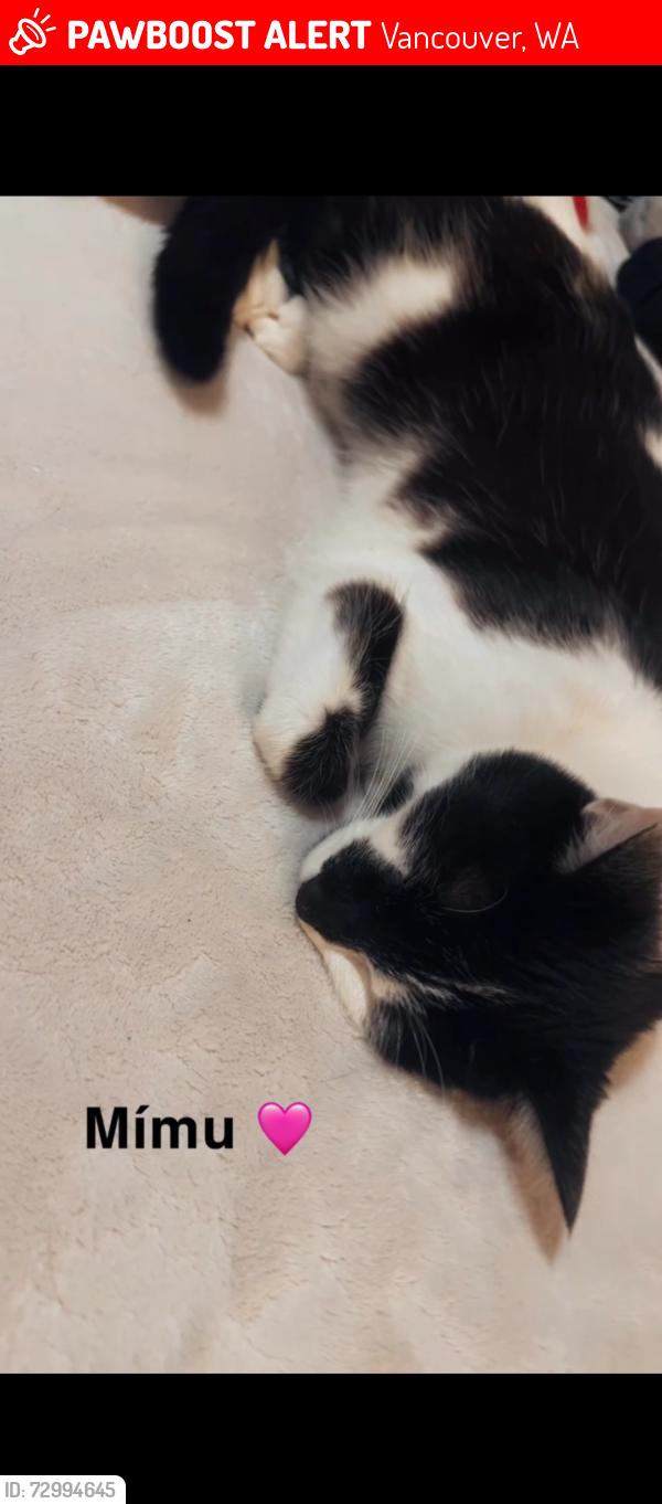 Lost Female Cat last seen McGilvary, Vancouver, WA 98683
