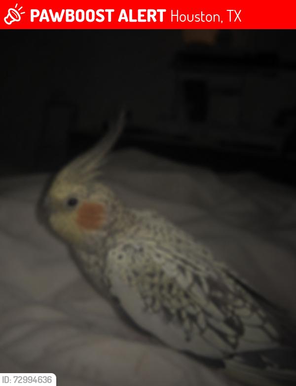 Lost Male Bird last seen Portal Dr and Braes Forest Dr, Houston, TX 77071