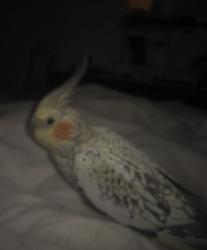 Lost Male Bird last seen Portal Dr and Braes Forest Dr, Houston, TX 77071