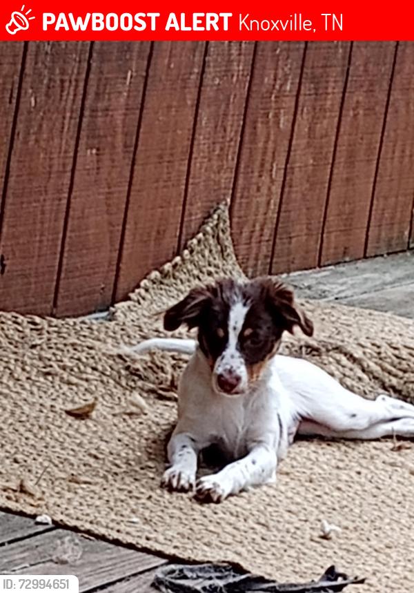 Lost Male Dog last seen Champan hwy, Knoxville, TN 37920